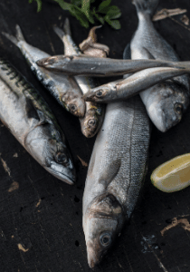 Seebrassen, Wolfsbarsche, Makrelen und Sardinen